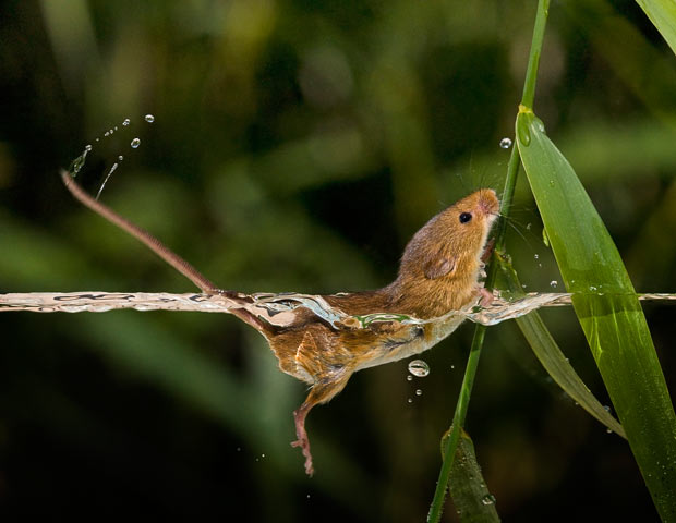 (Micromys minutus) odmalena plivaju