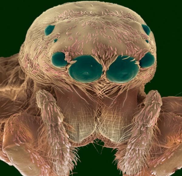 insekti Skoči pauk