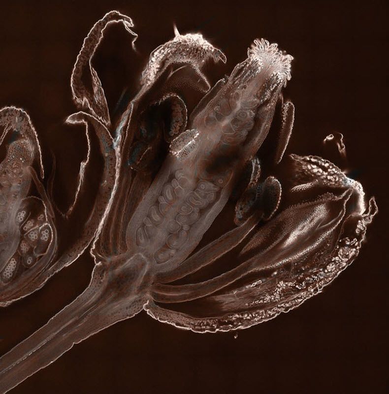 Thale cress flower showing early ovule and pollen development (20X magnification) taken at School of Life Sciences, Oxford Brookes University in Oxford, England