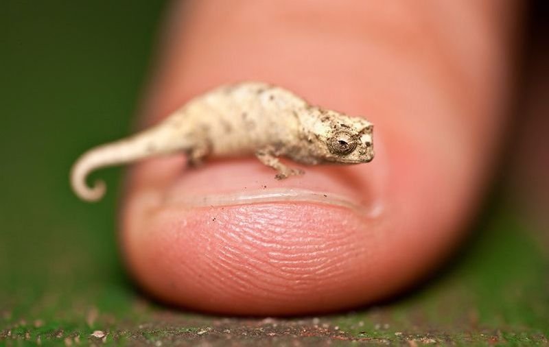 Super slike slikane u pravom trenutku