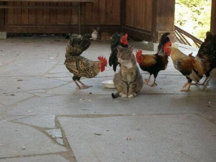 Super slike slikane u pravom trenutku