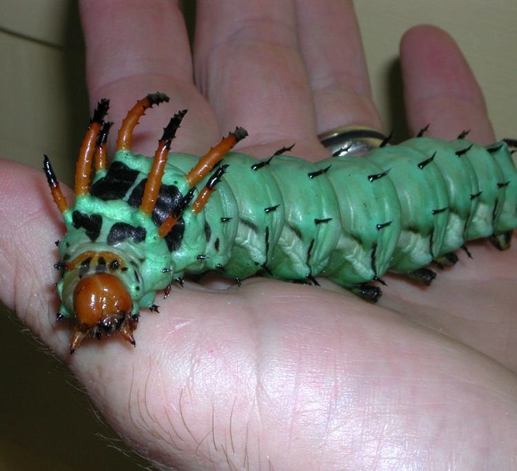 Super slike slikane u pravom trenutku