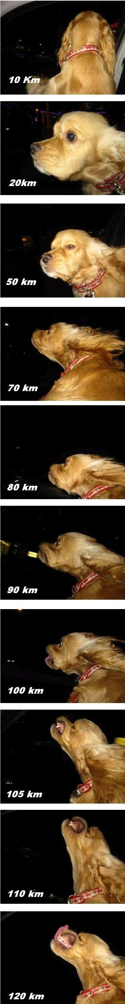 Ha, ha... Funny Dog! :) Ha, ha... Funny Dog! :)